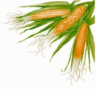 All About Growing Sweet Corn Image
